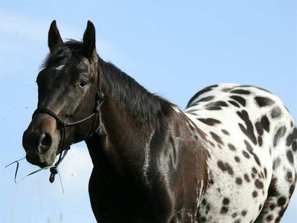 what is an appaloosa horse